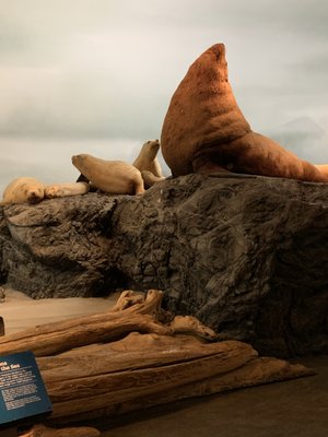 Royal BC Museum by null