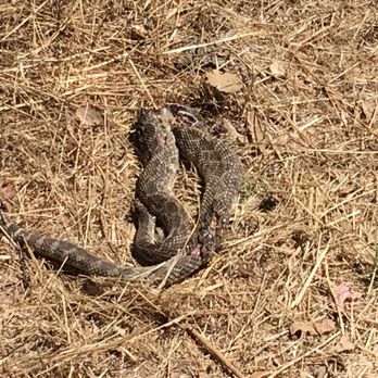 Whiting Ranch Wilderness Park - Dead snake...eeewwwww - Parks Near Me - Foothill Ranch, California Whiting Ranch Wilderness Park - Dead snake...eeewwwww - Parks Near Me - Foothill Ranch, California