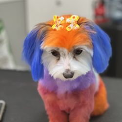 Ooh La La Posh Pets Grooming & Boutique