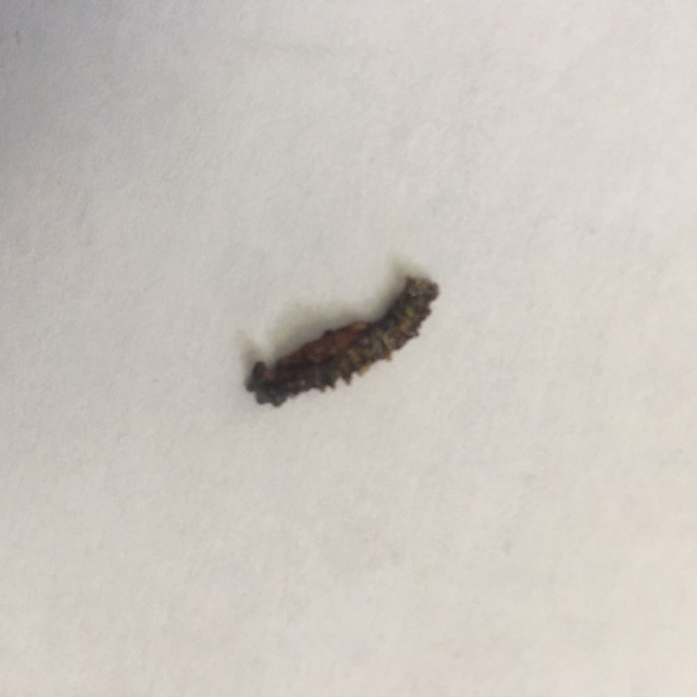 Thai Place - Caterpillar found in my spring roll - Thai Near Me - Southgate, Michigan Thai Place - Caterpillar found in my spring roll - Thai Near Me - Southgate, Michigan