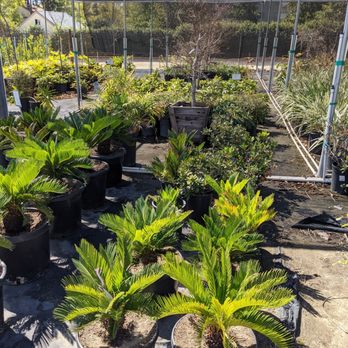 Paramount Nursery - Nurseries & Gardening Near Me - Los Angeles, California