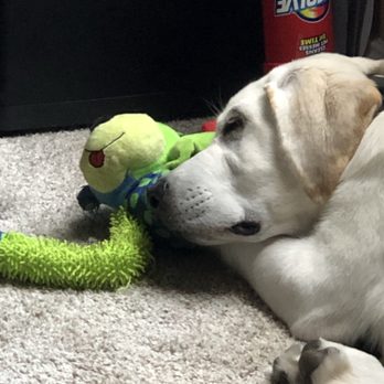 Shady Ridge Labradors - Pet Breeders Near Me