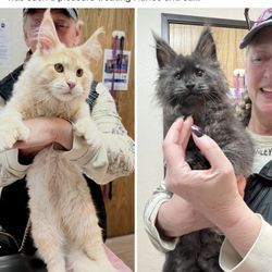 Last Frontier Maine Coons
