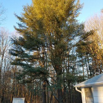 Bartlett Tree Experts - Before.... - Tree Services Near Me - Scarborough, Maine