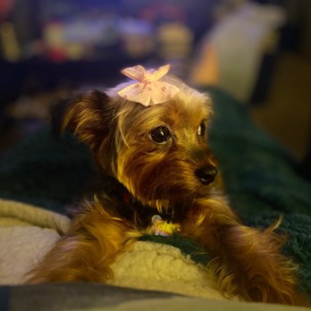 Furtician - I can really see her eyes thanks to their magic! - Pet Groomers Near Me - Bothell, Washington