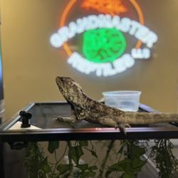 Grandmaster Reptiles