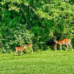 Glasgow Park - Momma and 3 babies