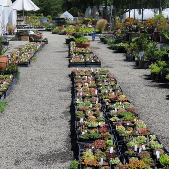 Simply Succulent - Succulents laid out like a tapestry of possibilities. - Nurseries & Gardening Near Me - Fort Bragg, California