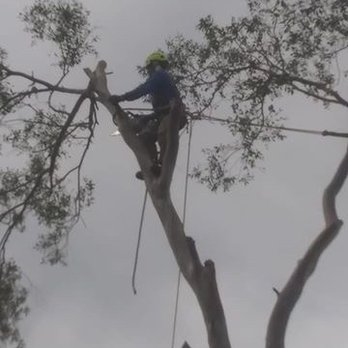 Tree Guys Tree Service - Professional tree climber in a large eucalyptus removal - Tree Services Near Me Tree Guys Tree Service - Professional tree climber in a large eucalyptus removal - Tree Services Near Me