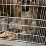 Photo of Montgomery Co. Animal Control and Adoption Services