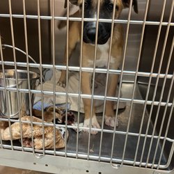 Montgomery Co. Animal Control and Adoption Services - My first my last my everything