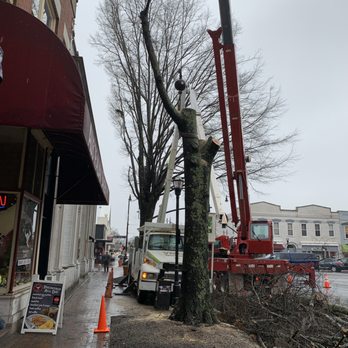 Arbor South Tree Experts - Tree Services Near Me Arbor South Tree Experts - Tree Services Near Me