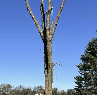 Tree Removal Services - When you have a hazardous or storm-damaged tree on your property, fast and professional service makes all the difference. WBC Tree Services specializes in safe, efficient tree removal using the latest equipment and expertise to protect your home, family, and landscape. Serving the region with trusted, local care, our skilled team is ready to handle even the toughest situations—including challenging removals that require specialized crane and rigging techniques.
Every job we do is finished with a commitment to safety and an eye for detail. We don’t just remove the tree—we perform a meticulous cleanup, leaving your property tidy and secure, so you can get back to normal with complete peace of mind.
Why Choose WBC Tree Services?
✅ Years of experience with hazardous & storm-damaged trees
✅ Crane and rigging services available for complex removals
✅ Friendly, knowledgeable crew that treats your property like their own
✅ Fast response and thorough, debris-free cleanup
Don’t wait to address dangerous or unsightly trees—choose the local professionals who get the job done right from start to finish.
Call or text WBC Tree Services at (920) 427-2596 for your free estimate or emergency service. Your safety and satisfaction are always our top priorities! Tree Removal Services - When you have a hazardous or storm-damaged tree on your property, fast and professional service makes all the difference. WBC Tree Services specializes in safe, efficient tree removal using the latest equipment and expertise to protect your home, family, and landscape. Serving the region with trusted, local care, our skilled team is ready to handle even the toughest situations—including challenging removals that require specialized crane and rigging techniques.
Every job we do is finished with a commitment to safety and an eye for detail. We don’t just remove the tree—we perform a meticulous cleanup, leaving your property tidy and secure, so you can get back to normal with complete peace of mind.
Why Choose WBC Tree Services?
✅ Years of experience with hazardous & storm-damaged trees
✅ Crane and rigging services available for complex removals
✅ Friendly, knowledgeable crew that treats your property like their own
✅ Fast response and thorough, debris-free cleanup
Don’t wait to address dangerous or unsightly trees—choose the local professionals who get the job done right from start to finish.
Call or text WBC Tree Services at (920) 427-2596 for your free estimate or emergency service. Your safety and satisfaction are always our top priorities!