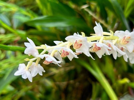 Conservatory of Flowers by null