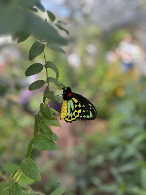 Springs Preserve by null