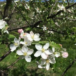 The Farm at 84 - Blossoms