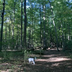 West Hartford Reservoir - Early morning in the woods - great prescription!