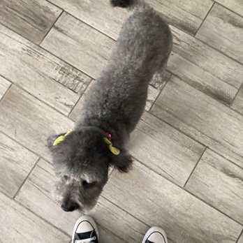 Mary's Professional Pet Grooming - Pet Groomers Near Me - Glendale, Arizona Mary's Professional Pet Grooming - Pet Groomers Near Me - Glendale, Arizona