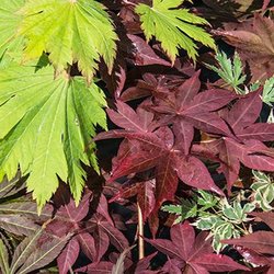 Eastwoods Nursery