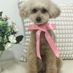 Apricot Dog Grooming - Toy Poodle full groom