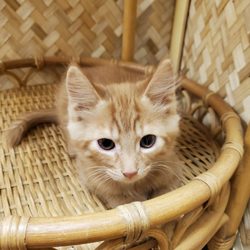 Aloha Kitty Cafe - Apricot!!! I love siblings Apricot and Mango!