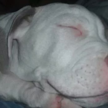 Fresno Bully Rescue - Animal Shelters Near Me - Sanger, California Fresno Bully Rescue - Animal Shelters Near Me - Sanger, California
