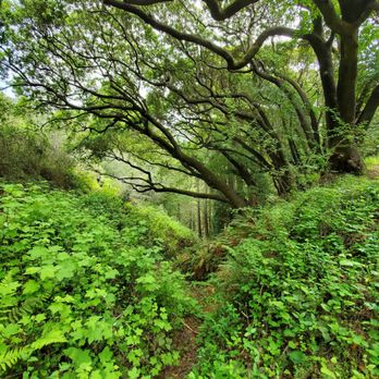 Mill Creek Trail - Green - Hiking Near Me - Big Sur, California