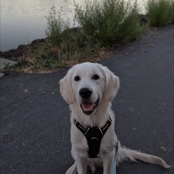 Ellie Mae Goldens - Pet Breeders Near Me Ellie Mae Goldens - Pet Breeders Near Me