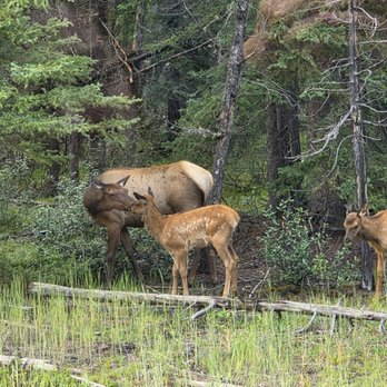 Open Top Touring - Bus Tours Near Me - Banff, Alberta Open Top Touring - Bus Tours Near Me - Banff, Alberta