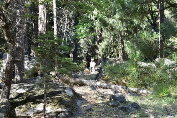 Yosemite Conservation Heritage Center by null