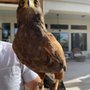 Photo of Desert Kings Falconry