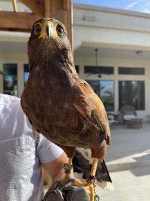 2点set☆Bird Of Prey☆Desert Dazzler Bird Of Prey — The Fashion Doll Chronicles — Fashion Doll