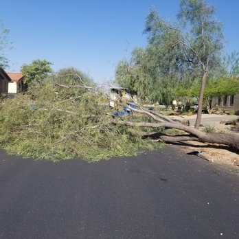 Morales Landscaping - a fallen tree on a residential street - Landscaping Near Me