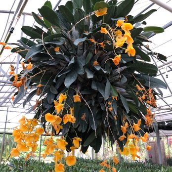 Soroa Orchids - Nurseries & Gardening Near Me - Homestead, Florida Soroa Orchids - Nurseries & Gardening Near Me - Homestead, Florida