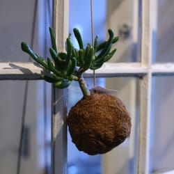 Blomsterdrøm - Planter til at hænge op