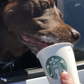 Starbucks - Our beautiful chocolate, Labrador huckleberry loved pup cups! We miss him so much. - Coffee & Tea Near Me - Hingham, Massachusetts