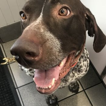 Man-K9 - San Diego Dog Training - After..... - Pet Training Near Me - San Diego, California Man-K9 - San Diego Dog Training - After..... - Pet Training Near Me - San Diego, California