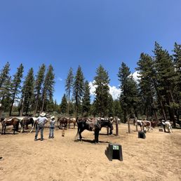 Horses