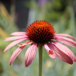 Steve's Florist & Greenhouses - Steve's Greenhouse