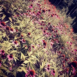 Glade Valley Bed and Breakfast - Beautiful garden