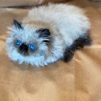 Kingsley Kittens - Pet Breeders Near Me