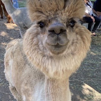 Canzelle Alpacas - Derp - Farms Near Me - Carpinteria, California