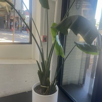 Cafe de Casa - Planted inside - Coffee & Tea Near Me - San Francisco, California