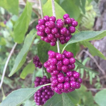 Hilltop Arboretum - Parks Near Me - Baton Rouge, Louisiana Hilltop Arboretum - Parks Near Me - Baton Rouge, Louisiana