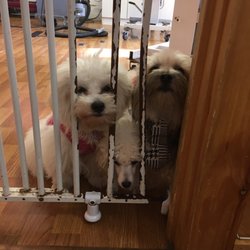 A Better Choice Pet Grooming - Can we go home now?