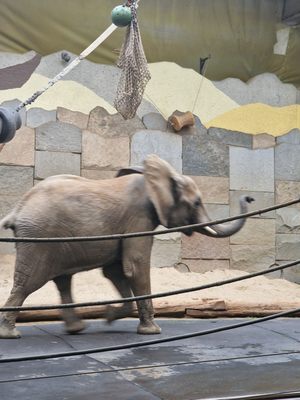 Schönbrunn Zoo by null