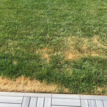 Fnl Landscaping - Grass dying - Landscaping Near Me - Costa Mesa, California Fnl Landscaping - Grass dying - Landscaping Near Me - Costa Mesa, California