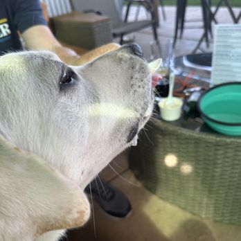 Savor Ice Cream - Best pup cup ever!!! - Ice Cream & Frozen Yogurt Near Me - Chico, California Savor Ice Cream - Best pup cup ever!!! - Ice Cream & Frozen Yogurt Near Me - Chico, California