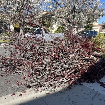 Green Sierra Landscaping - Neighbor's cherry tree - Tree Services Near Me - San Jose, California