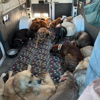 Colin's Pack - Dog Walkers Near Me